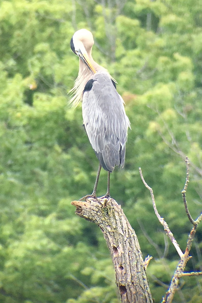 Great Blue Heron (Great Blue) - ML66220971