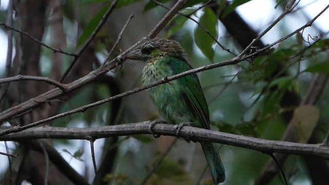 ミミアオゴシキドリ - eBird