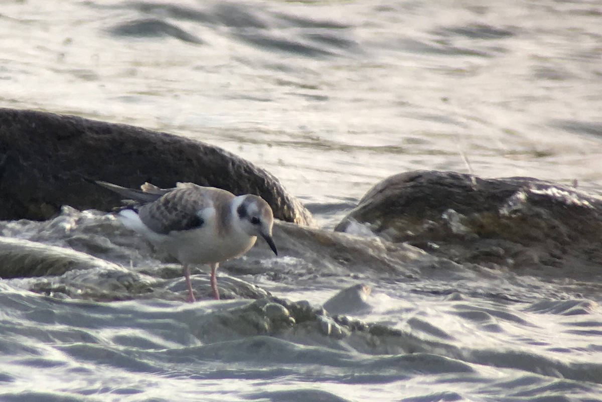 Bonaparte's Gull - ML66221191