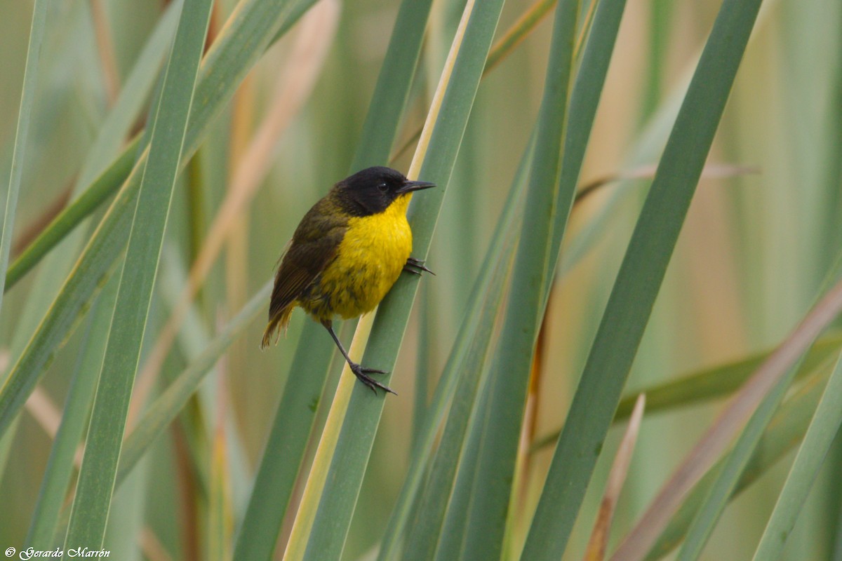 Black-polled Yellowthroat - ML66221881