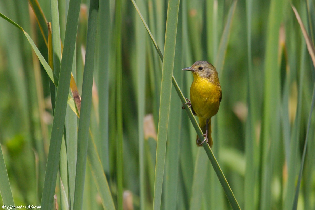 Black-polled Yellowthroat - ML66221991