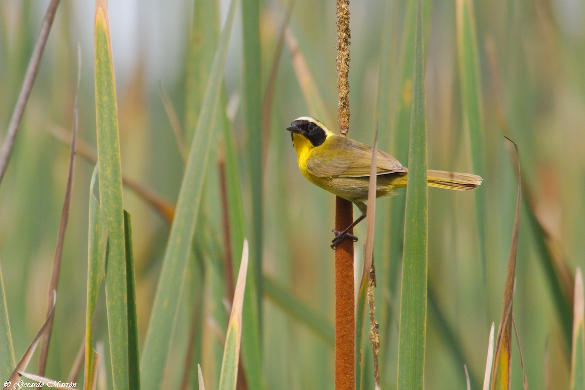 Common Yellowthroat - ML66222481