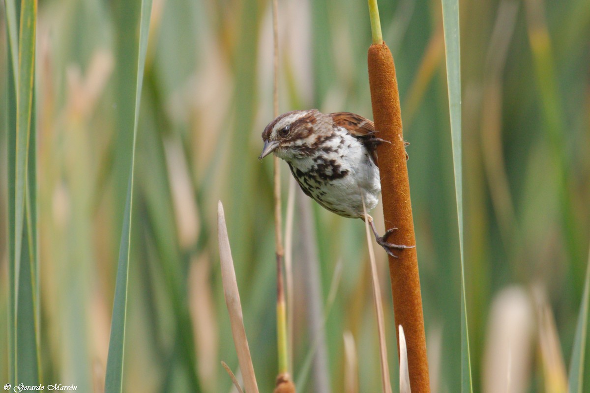 Song Sparrow - ML66222501