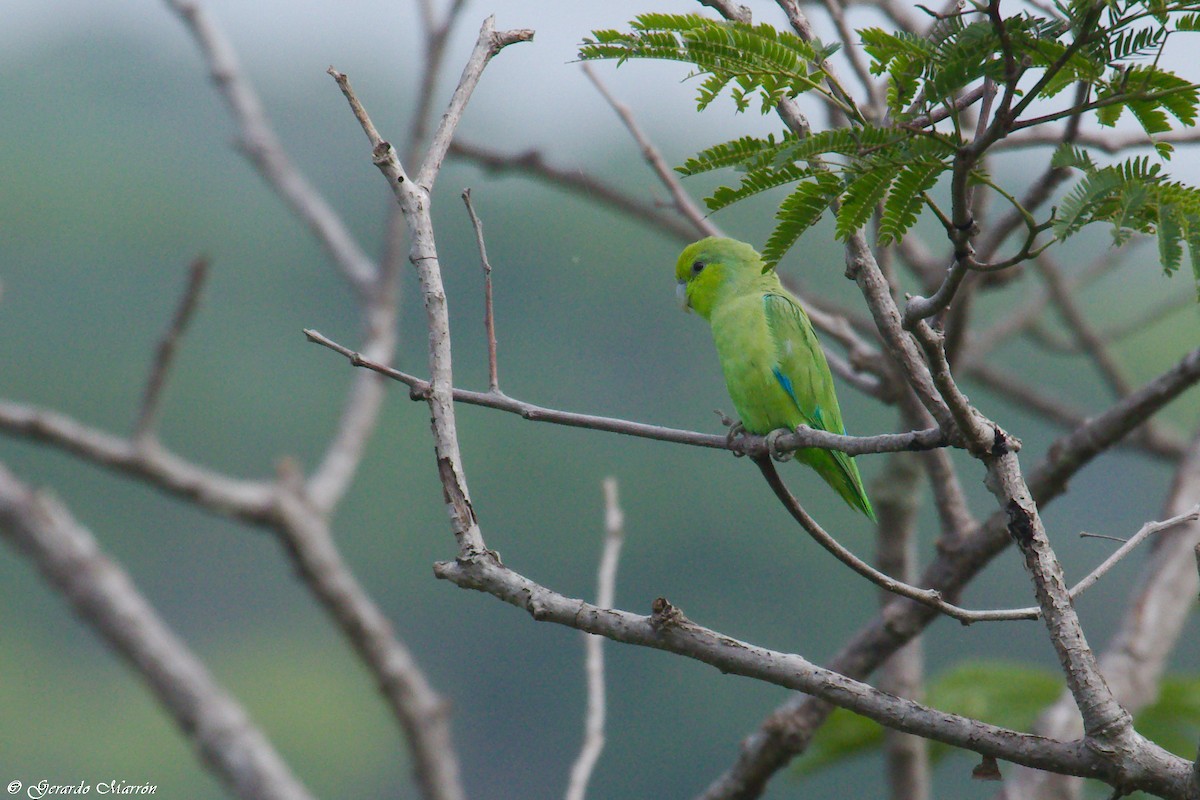 Mexican Parrotlet - Gerardo Marrón