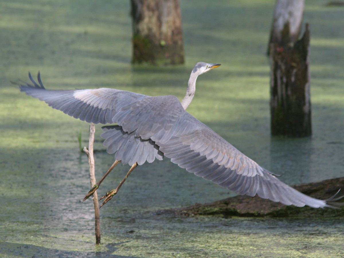 Great Blue Heron - ML66223521