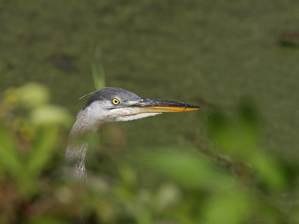 Great Blue Heron - ML66223551