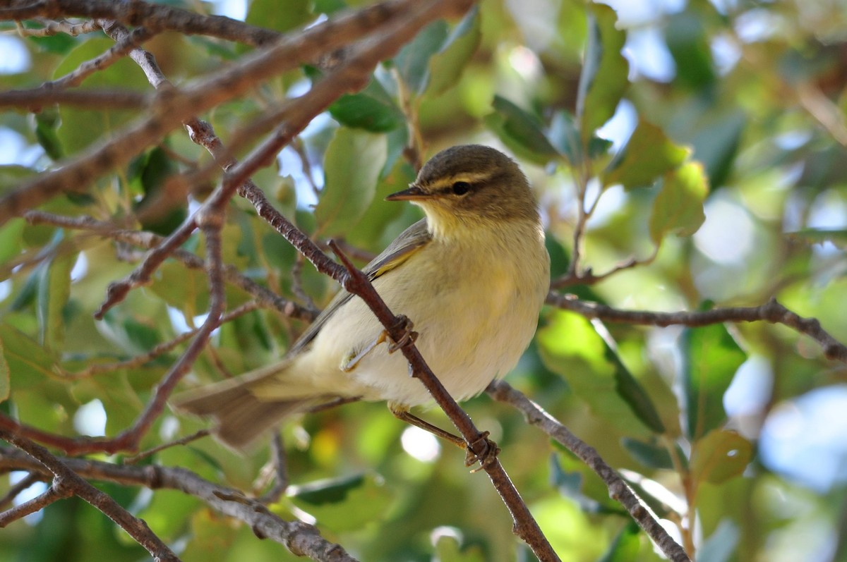 Willow Warbler - Jorge  Safara