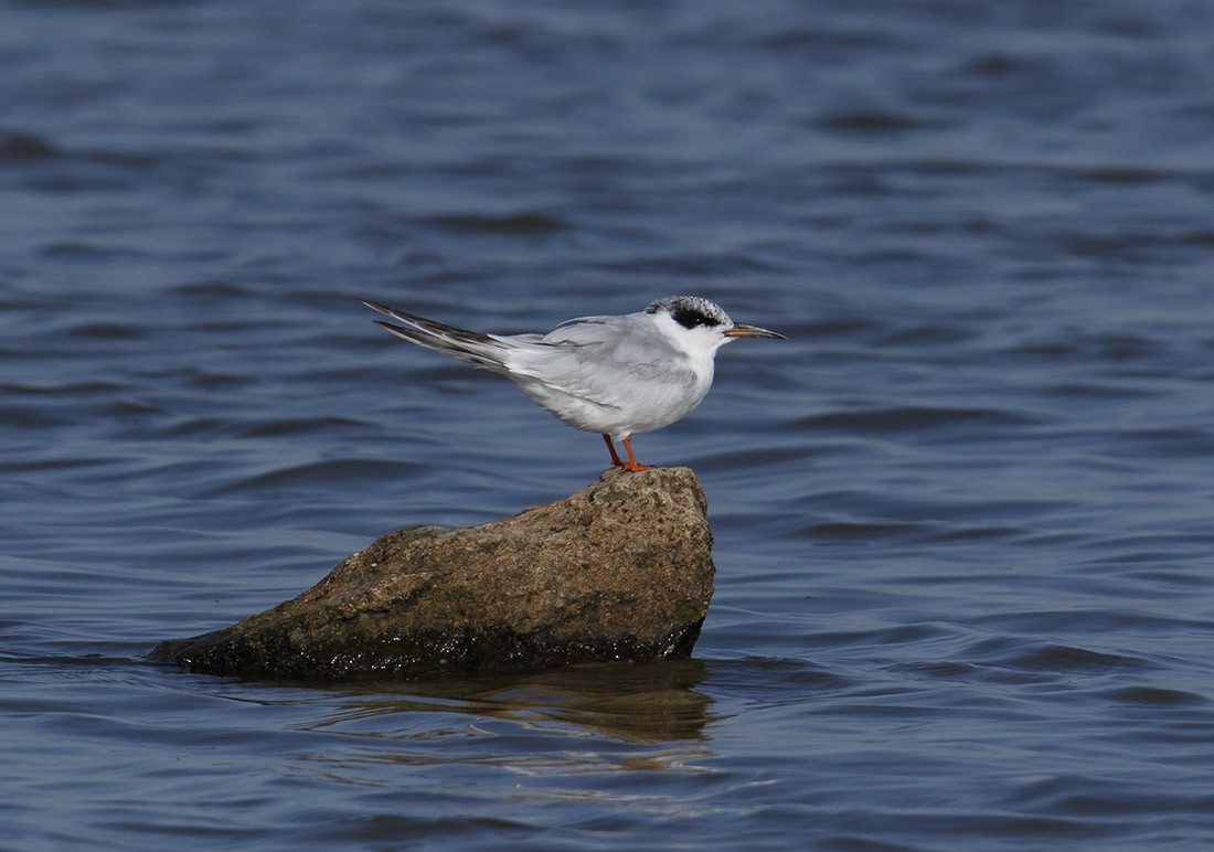 Forster's Tern - Gary Woods