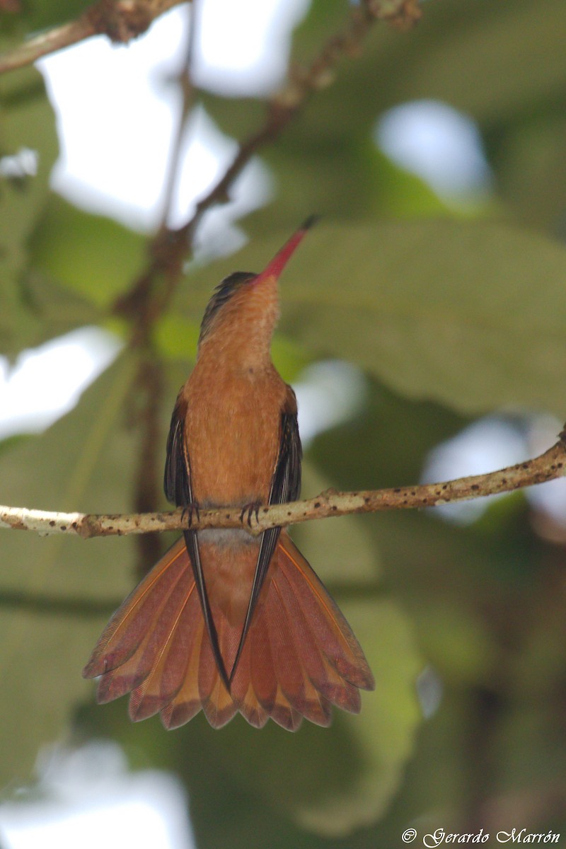 Cinnamon Hummingbird - Gerardo Marrón