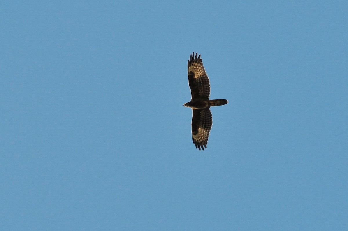 European Honey-buzzard - ML66229541