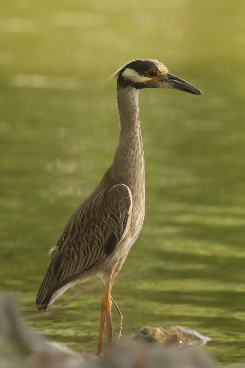 Yellow-crowned Night Heron - Zach Millen