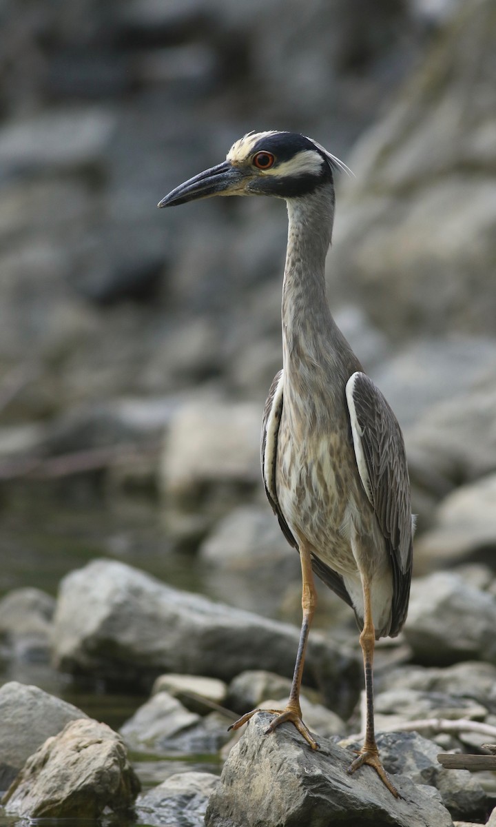 Yellow-crowned Night Heron - ML66232131