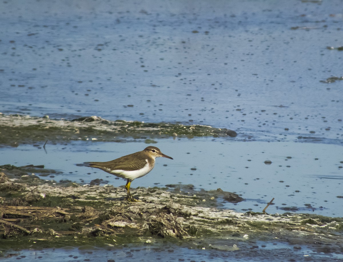 Spotted Sandpiper - Gerardo Marrón