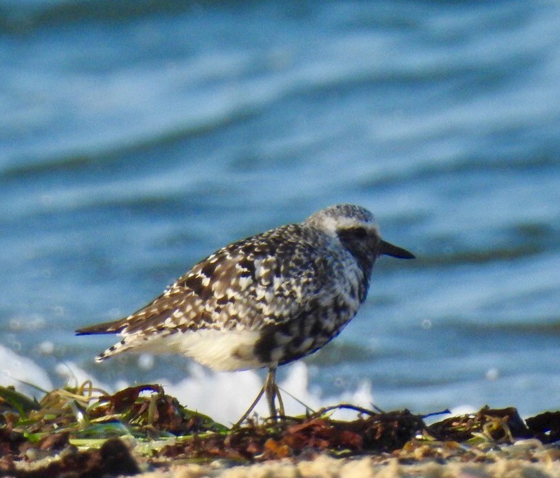 Black-bellied Plover - Sue Finnegan