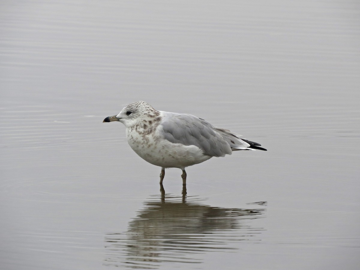 Ring-billed Gull - Tom Edell