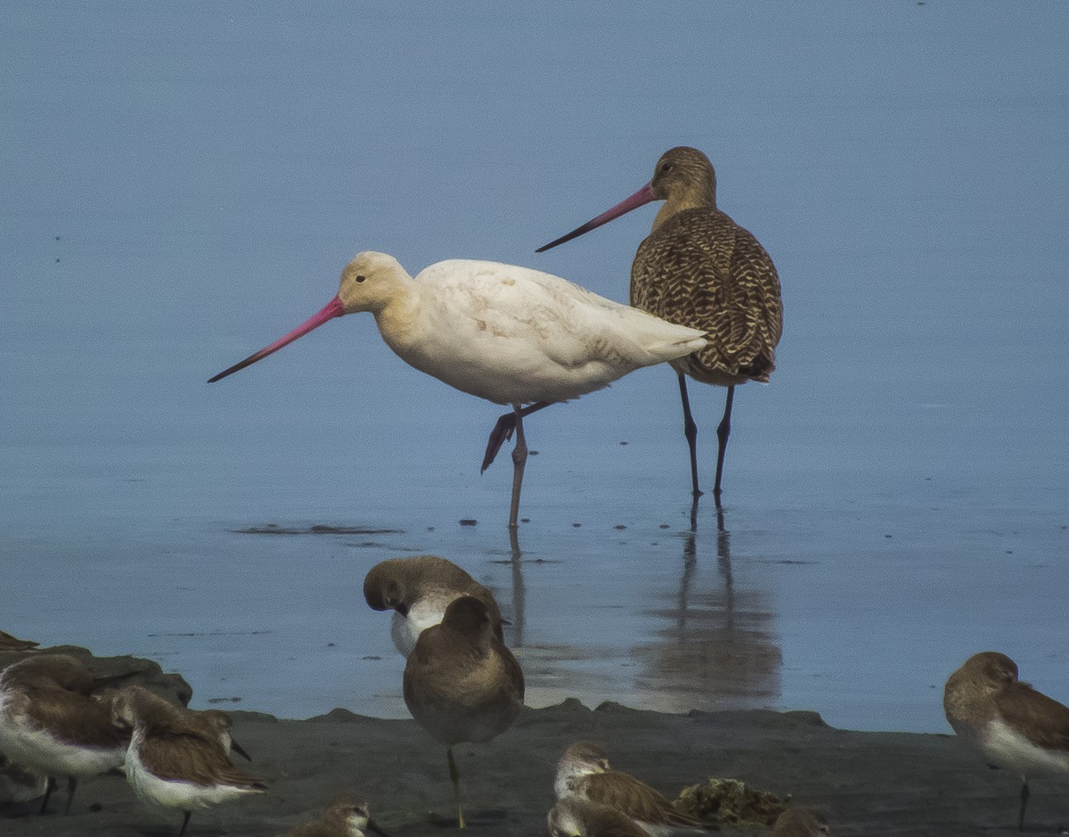 Marbled Godwit - Gerardo Marrón