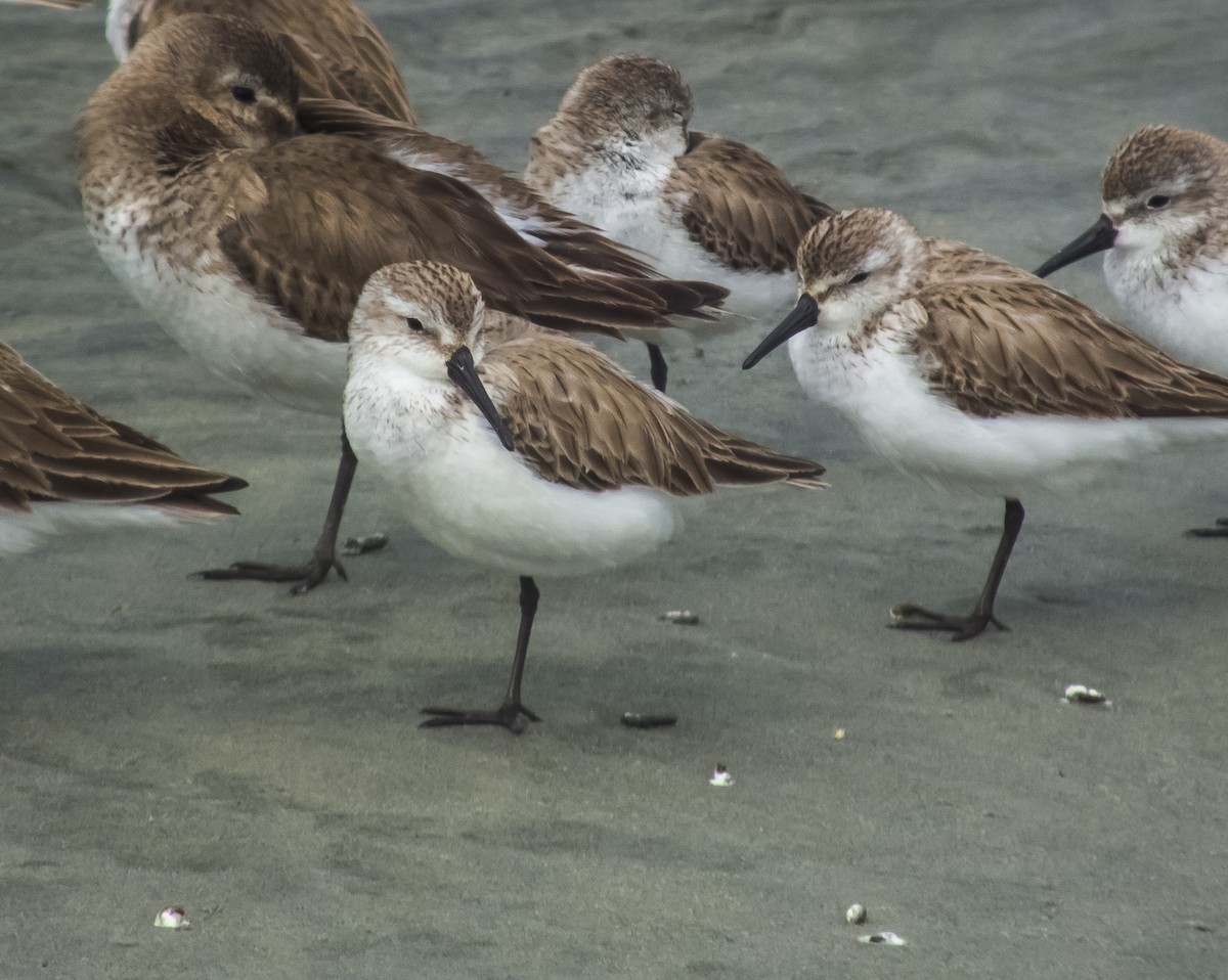 Western Sandpiper - Gerardo Marrón