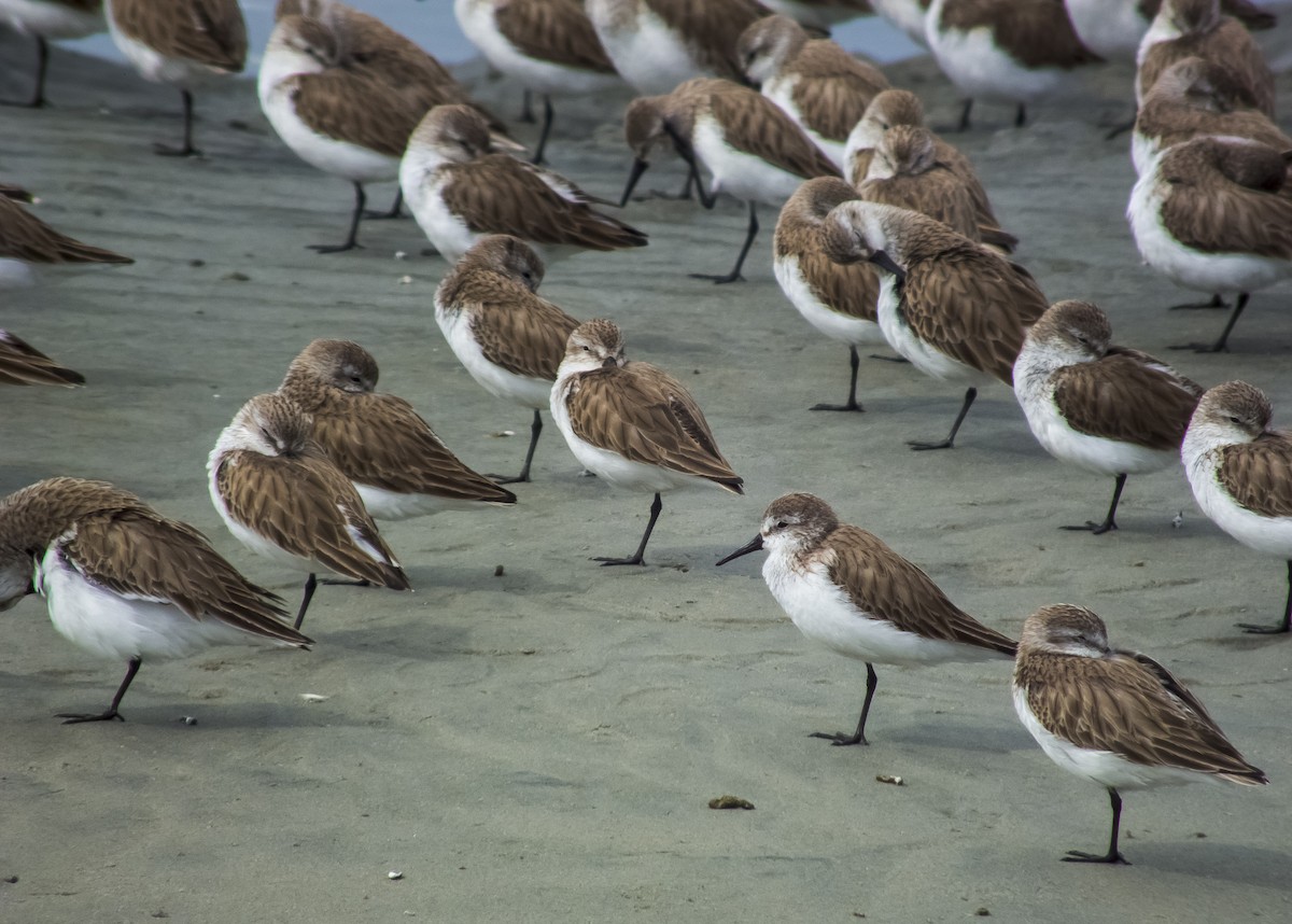 Western Sandpiper - Gerardo Marrón