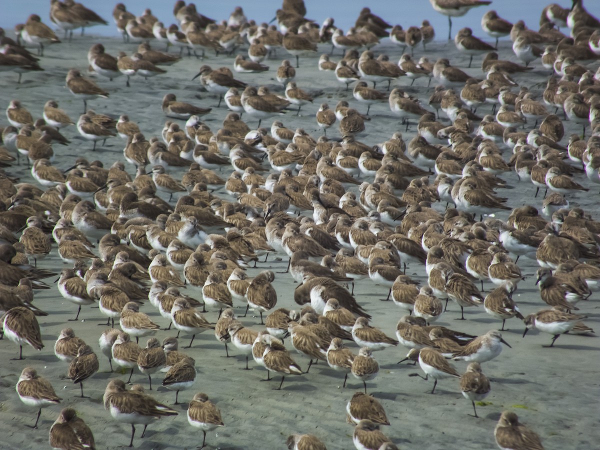 Western Sandpiper - Gerardo Marrón