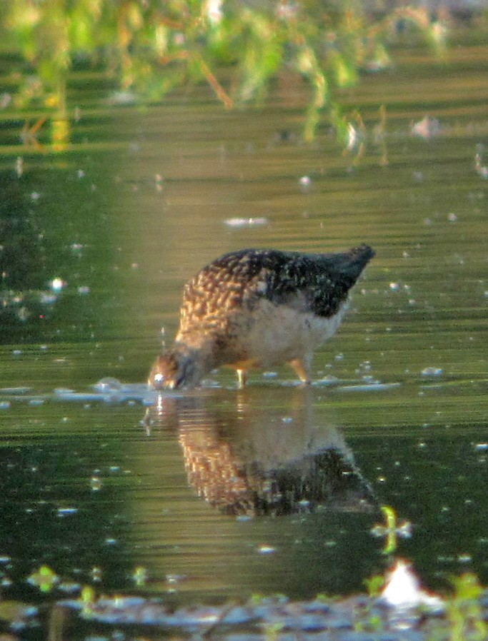 Long-billed Dowitcher - ML66237561