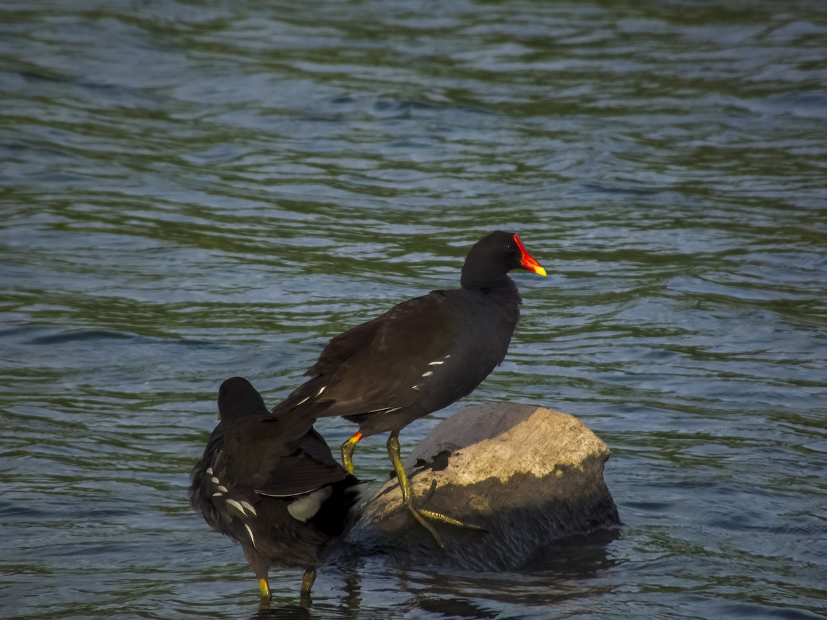 Common Gallinule - Gerardo Marrón