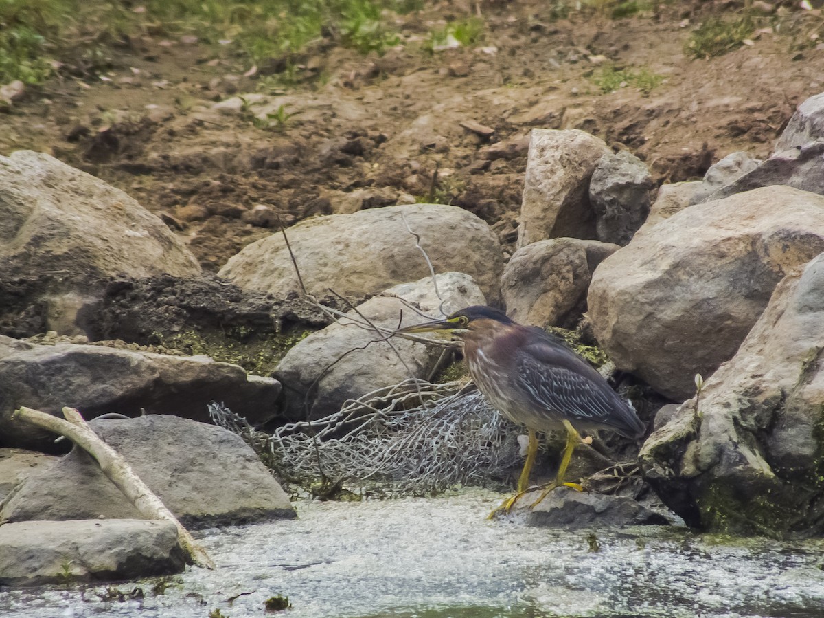 Green Heron - Gerardo Marrón