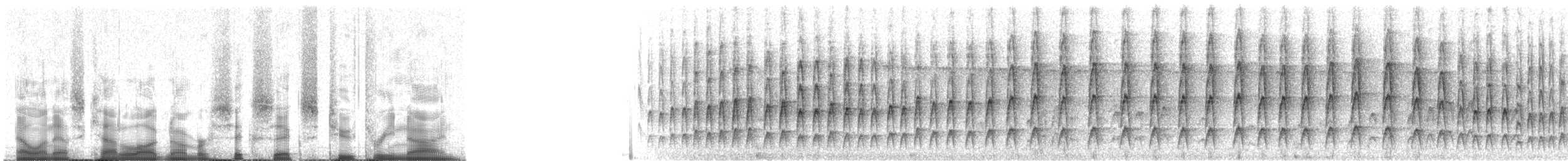 Anabate à tête striée - ML66239