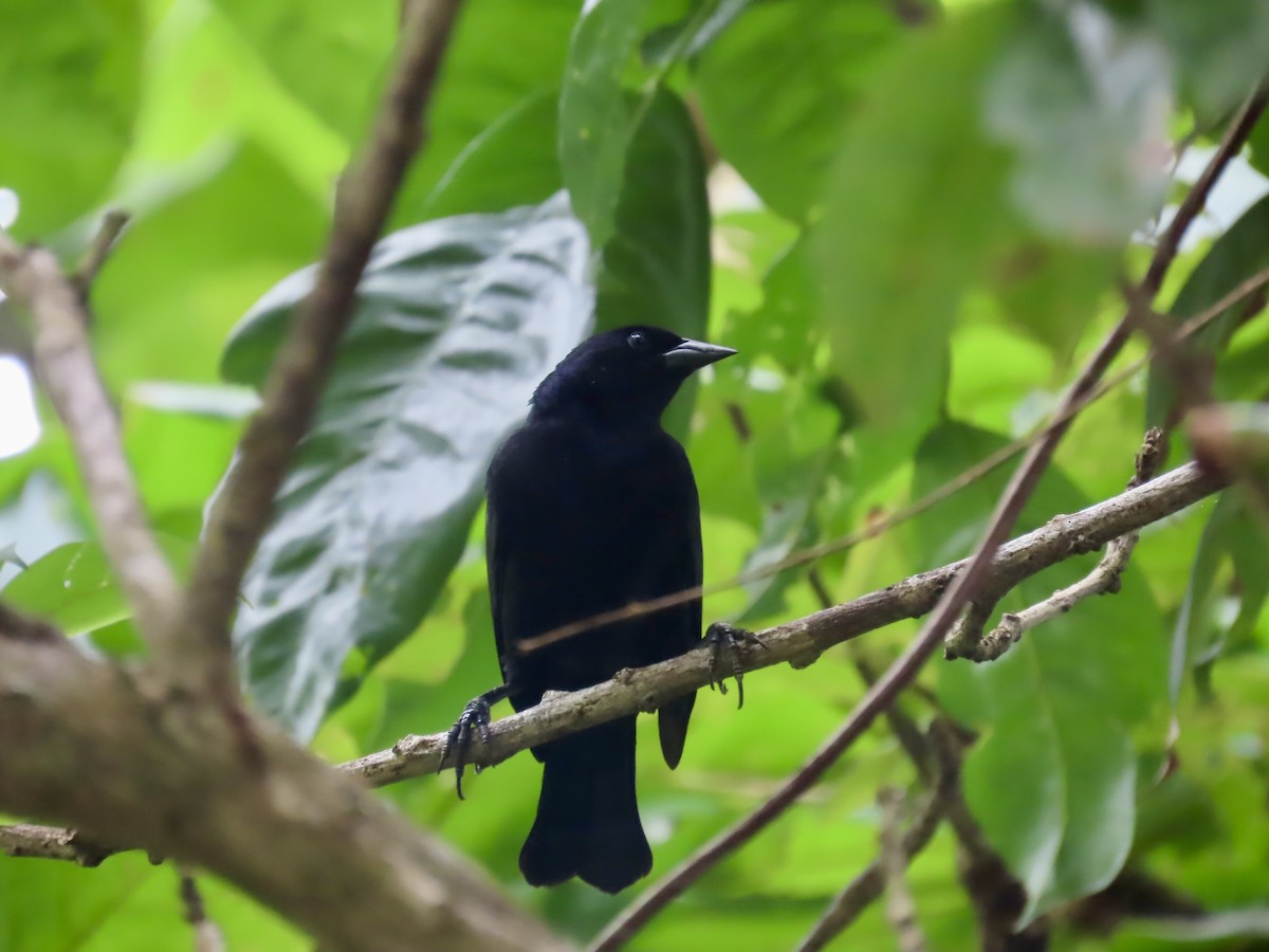Shiny Cowbird - ML662390674