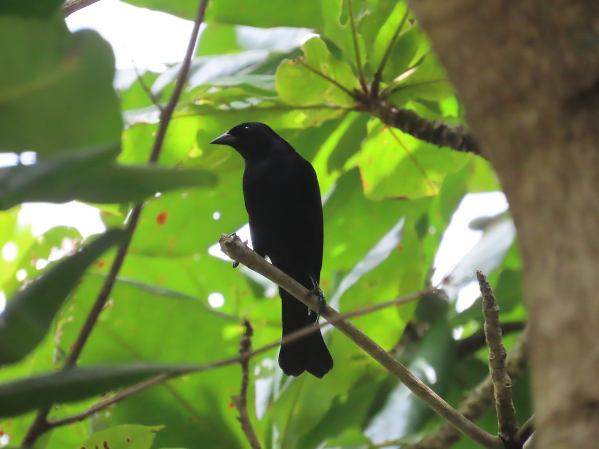 Shiny Cowbird - ML662390675