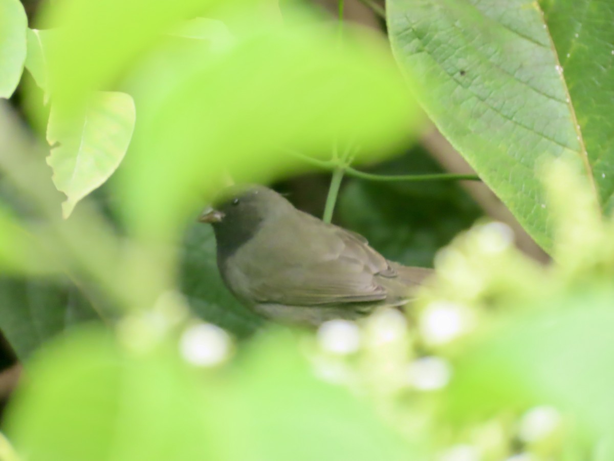 Black-faced Grassquit - ML662390722