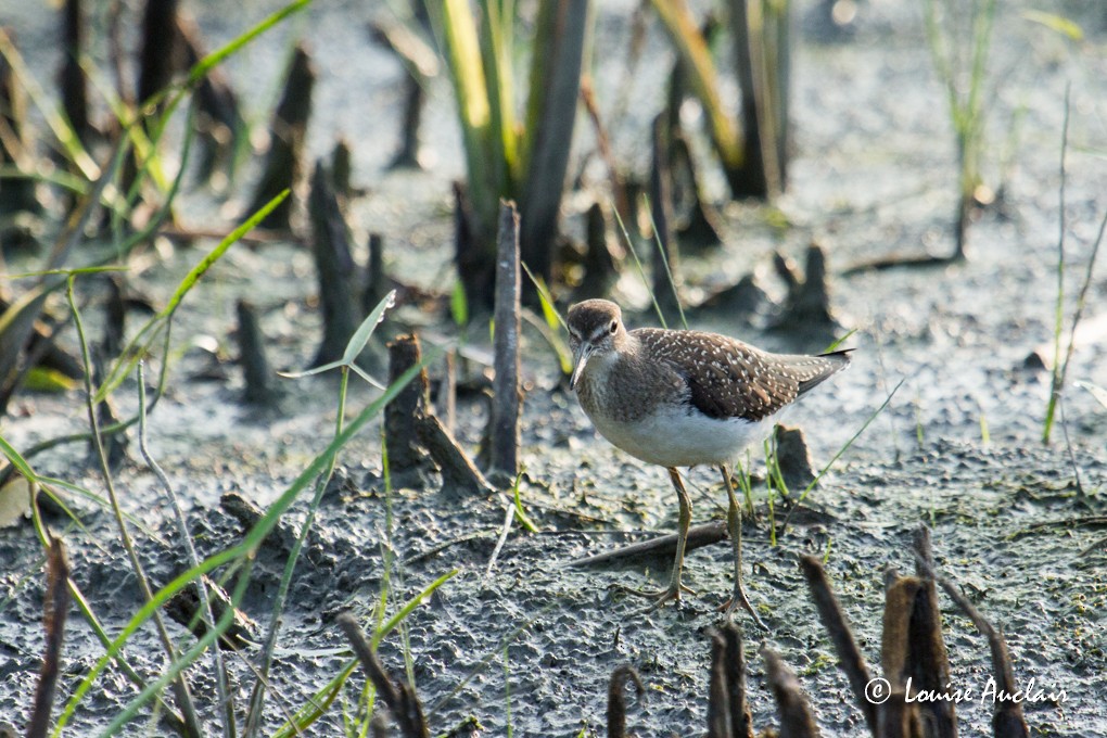 Spotted Sandpiper - Louise Auclair