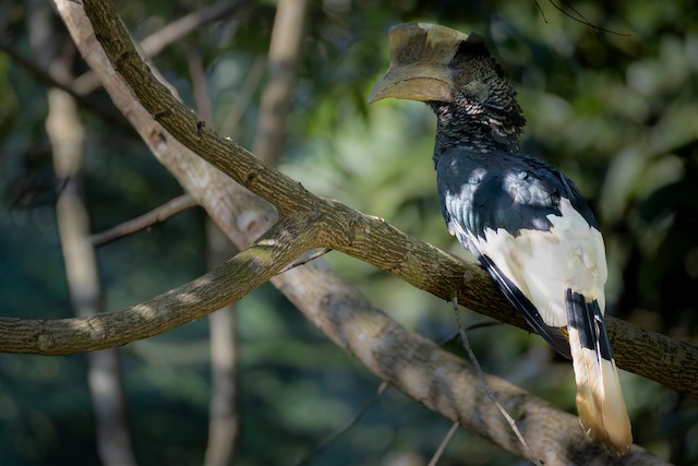 Hornbills, Barbets & Woodpeckers