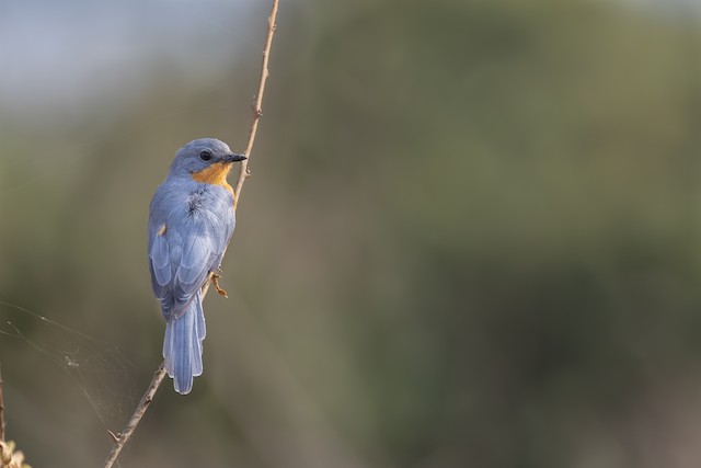 Silverbird (Empidornis semipartitus) — best photo, 1 in total