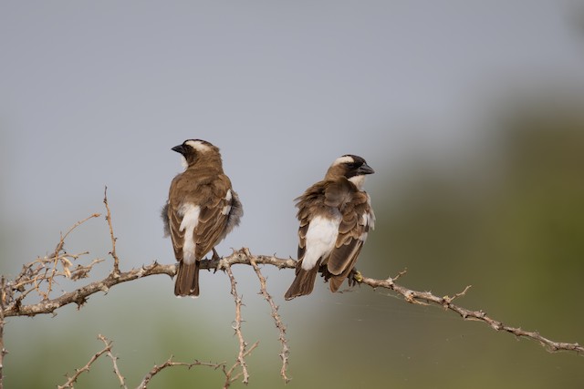 White-browed Sparrow-Weaver (Plocepasser mahali) — best photo, 1 in total