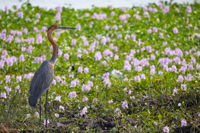 Goliath Heron (Ardea goliath) — best photo, 1 in total