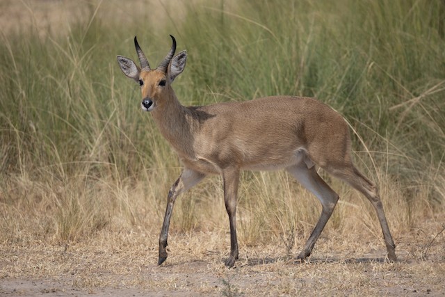 Bohor Reedbuck (Redunca redunca) — best photo, 1 in total
