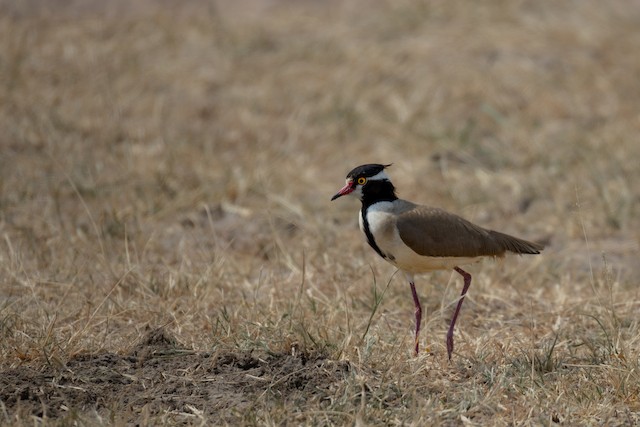 Black-headed Lapwing (Vanellus tectus) — best photo, 1 in total
