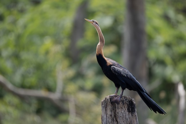 African Darter (Anhinga rufa) — best photo, 1 in total