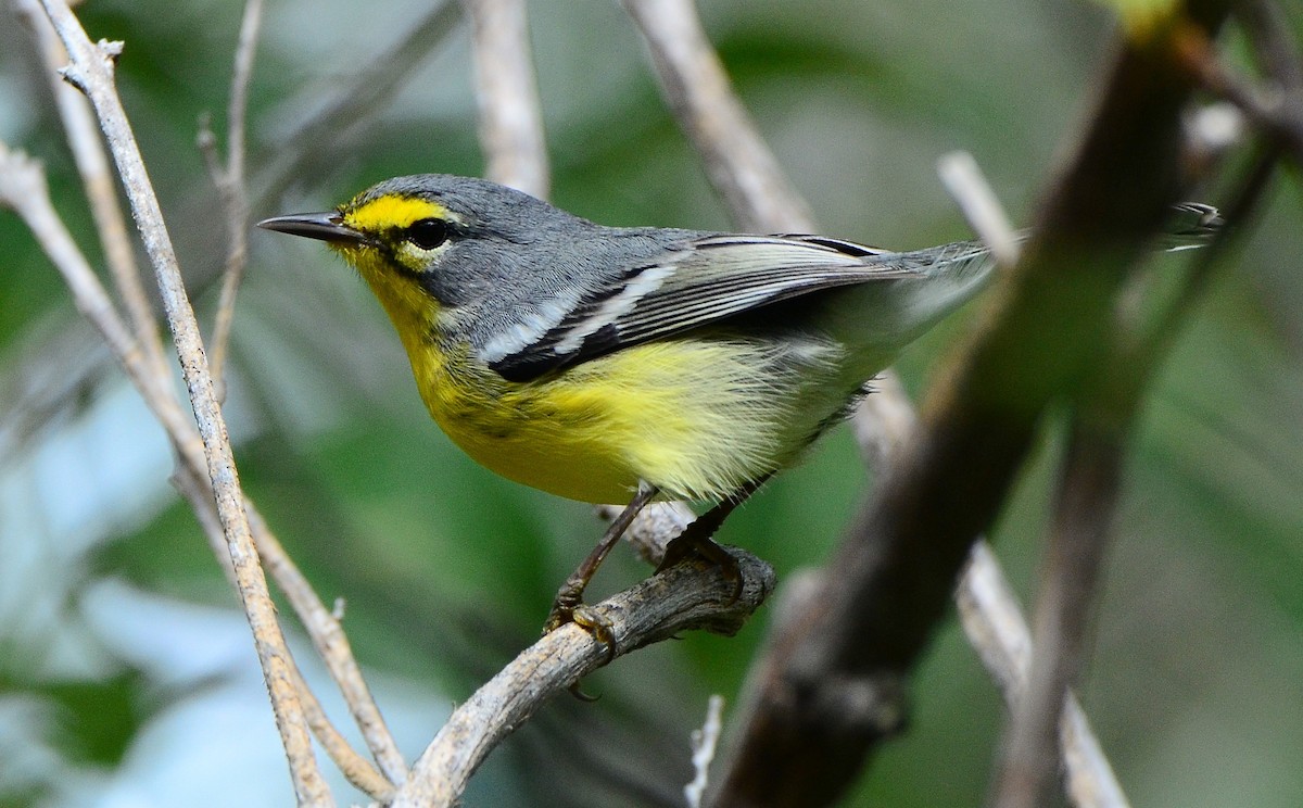 Adelaide's Warbler - Steve Tucker