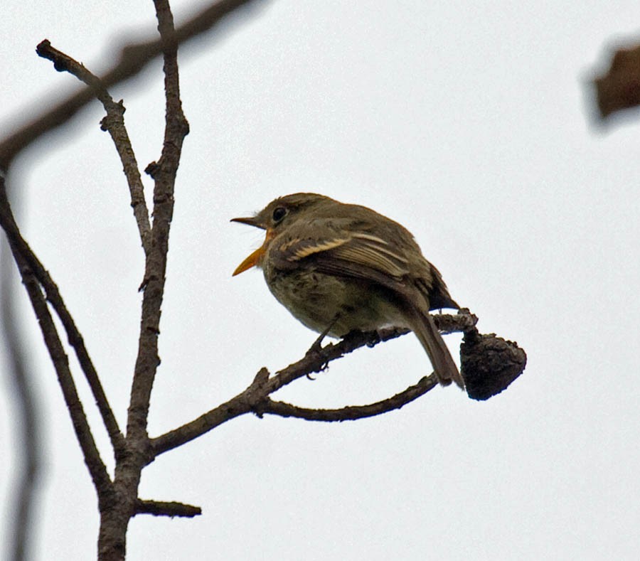 Western Flycatcher (Pacific-slope) - ML66242361