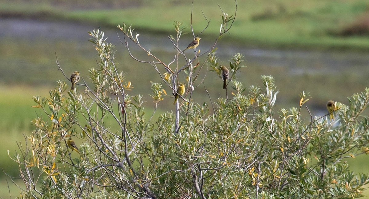 Hooded Oriole - ML66242481