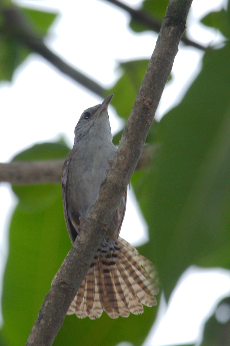 Sinaloa Wren - ML66244071