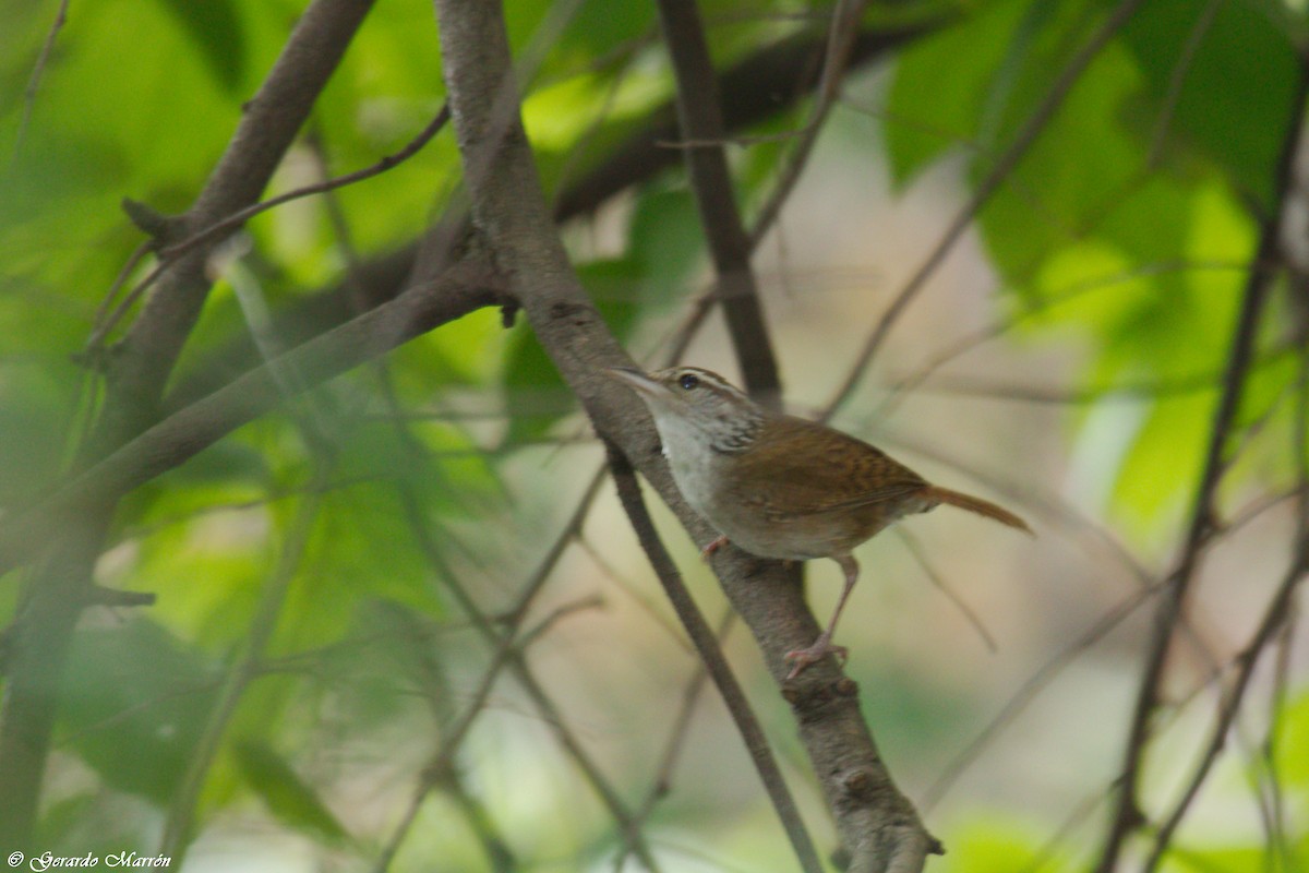 Sinaloa Wren - ML66244101