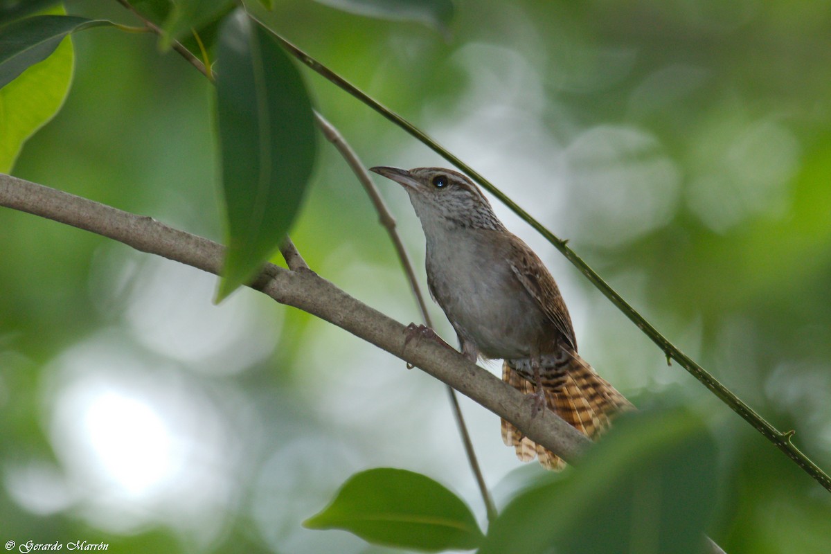 Sinaloa Wren - ML66244241