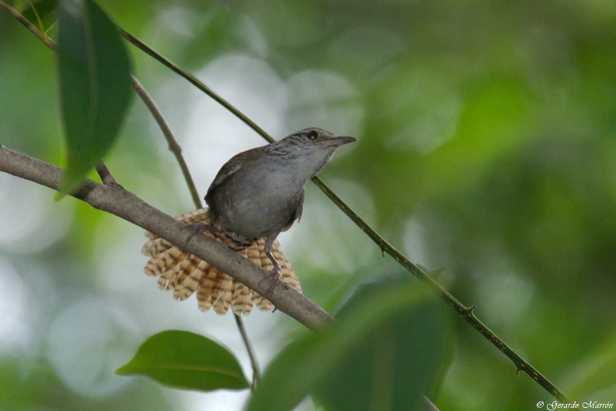 Sinaloa Wren - ML66244251