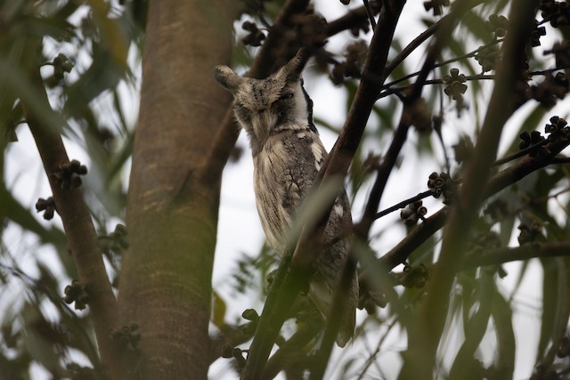 Owls & Nightjars