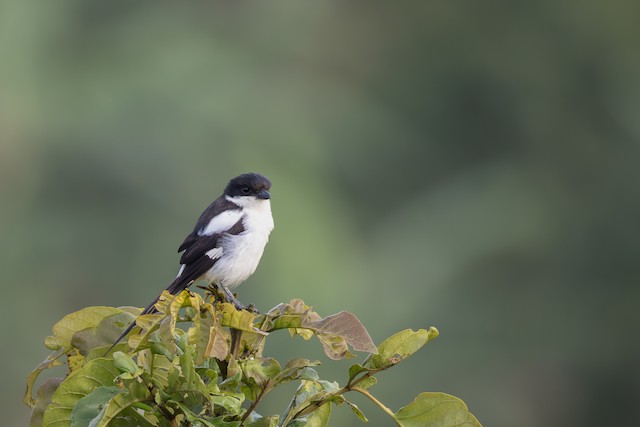 Shrikes, Drongos & Orioles
