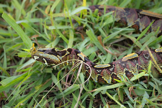 Snakes