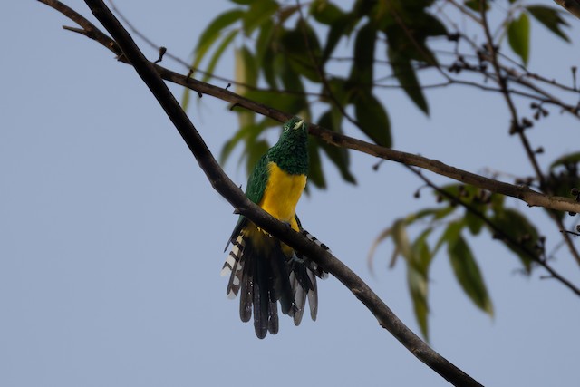 Cuckoos & Coucals