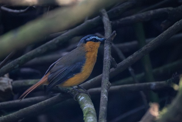 Grey-winged Robin-Chat (Sheppardia polioptera) — best photo, 1 in total